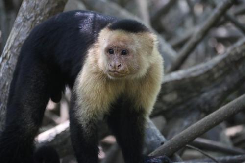 Spider monkey in tree