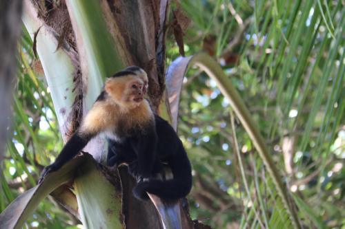 Spider monkey in tree