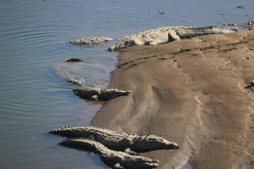 group of crocodiles on the beach